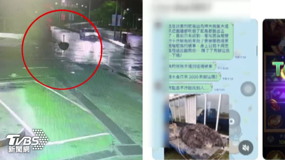 詐團掌握時事，利用鴕鳥罔市路上奔跑新聞行騙。（圖／TVBS）