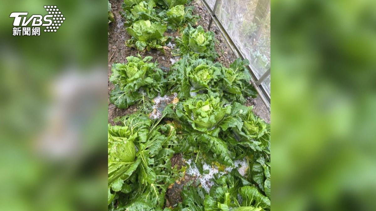辛苦種植的高麗菜被冰雹無情砸傷,菜葉被從高處落下的冰粒打穿。(圖/翻攝threads)