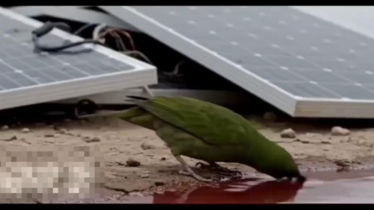 綠鳥喝「光電紅廢水」秒暴斃！驚悚畫面瘋傳　事實查核平台曝真相