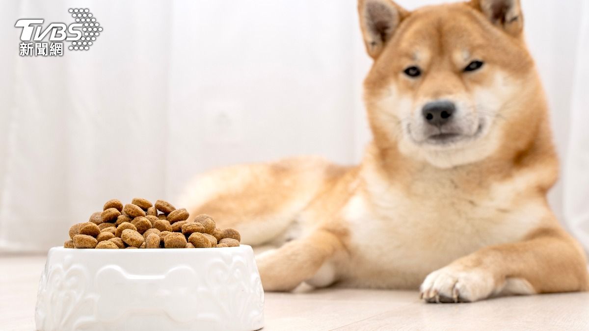 新手飼主必看!10大養狗必備用品公開 出門在外「牽繩」不可少
