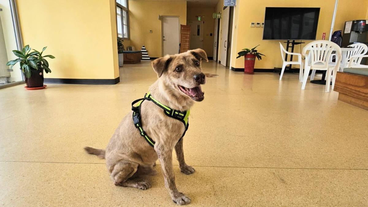 前新竹市犬「棕棕」找到新家了！新飼主大餐迎接　牠開心露燦笑