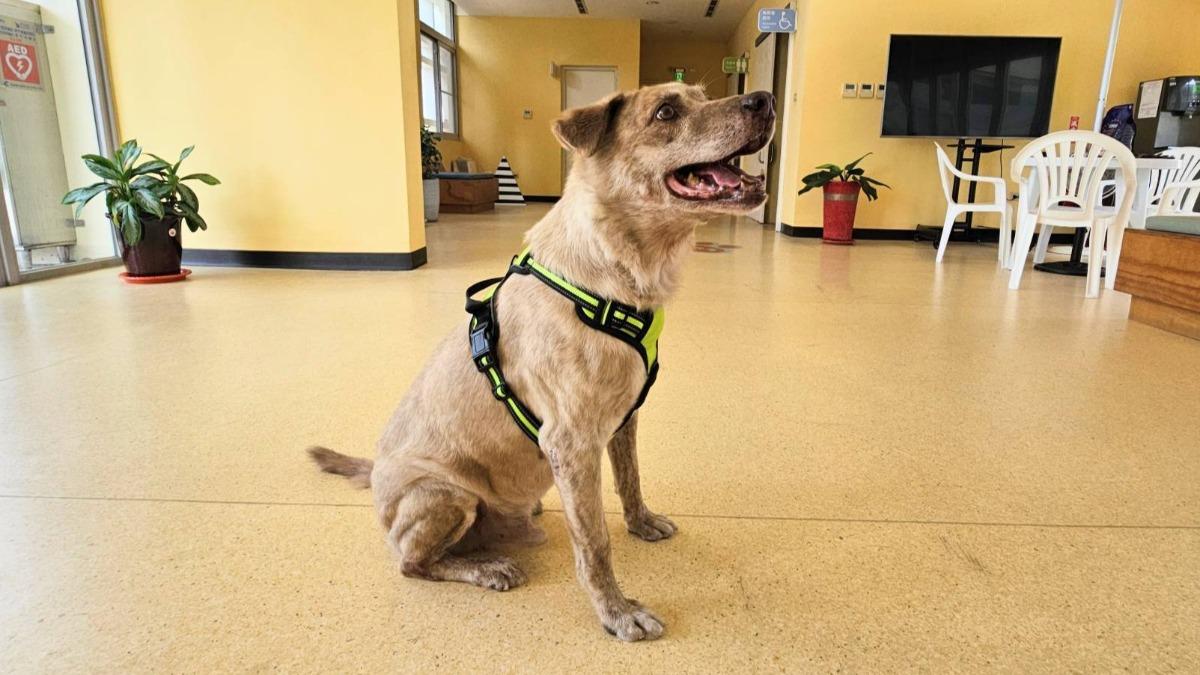 前市犬棕棕找到新家了。（圖／新竹動保所提供）