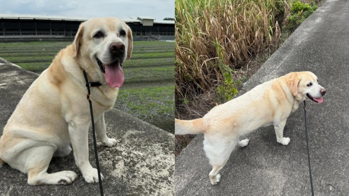 領犬員捲感情糾紛!警犬「福星」粉專無預警關版 警局急發聲