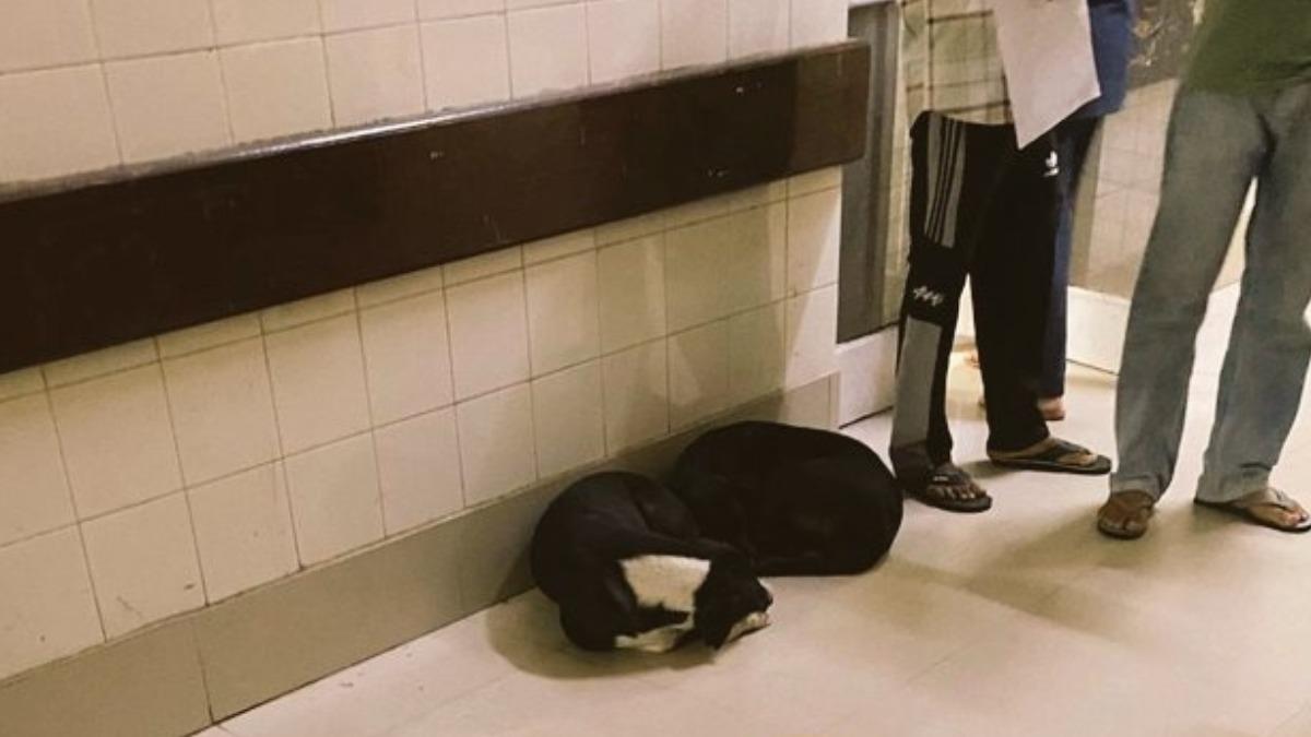 印度醫院駭人一幕！流浪狗「叼嬰兒斷頭」遊蕩　當局下令徹查