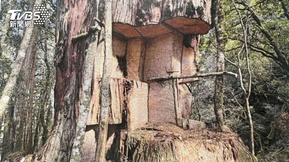 惡劣山老鼠!2500萬千年神木遭「挖心掏空」 護林員哭了