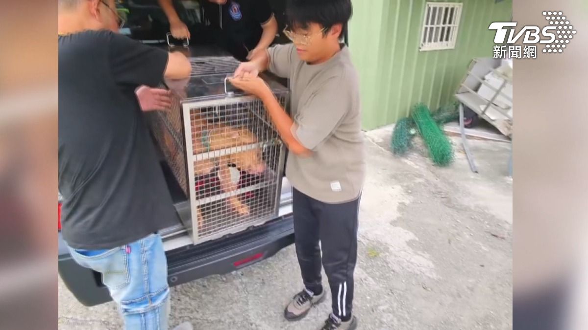 比特犬Lucky咬人風波後找到新家!新飼主砸40萬建三道門 不忍牠安樂死。(圖/TVBS)