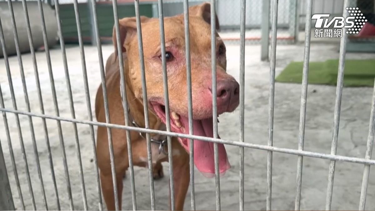 比特犬Lucky咬人風波後找到新家!新飼主砸40萬建三道門 不忍牠安樂死。(圖/TVBS)