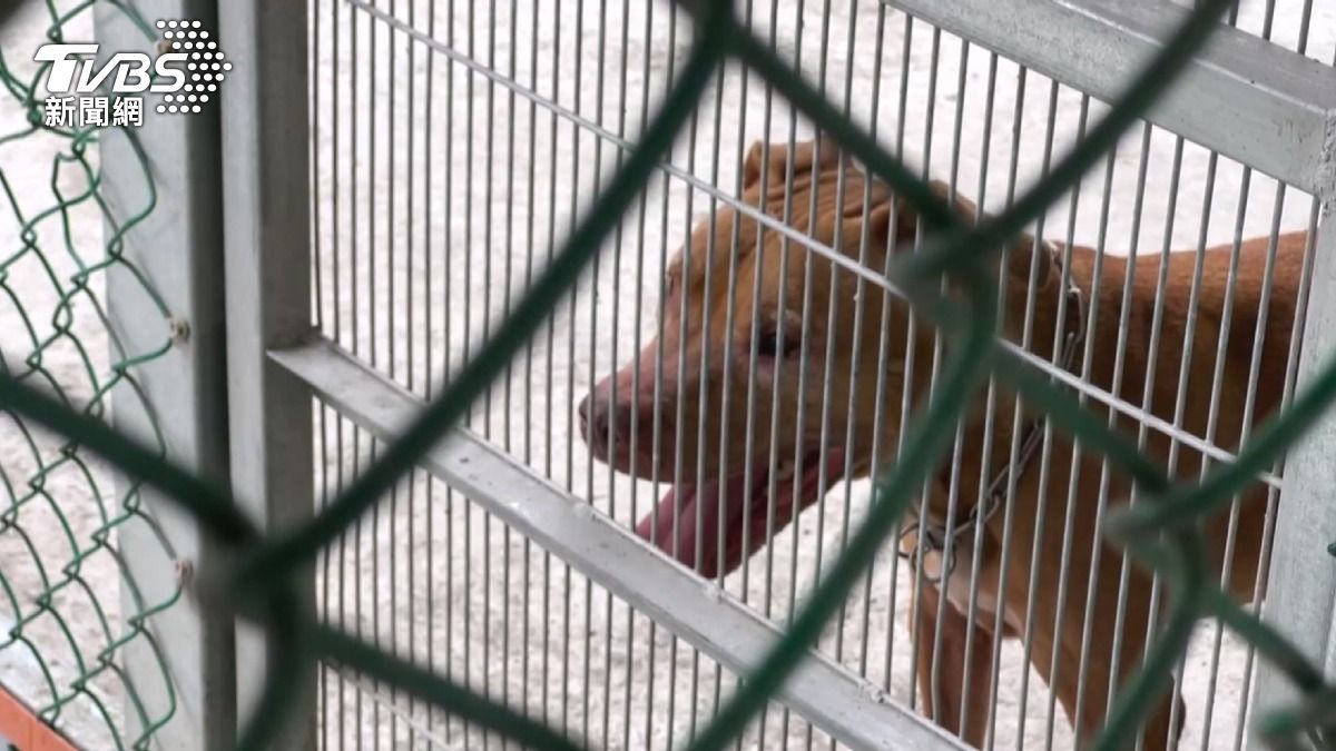 比特犬Lucky找到新家!新主人花40萬強化安全。(圖/TVBS)