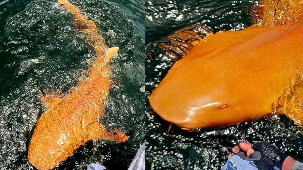 全球唯一!哥斯大黎加驚見「橘色鯊魚」 超罕見雙重基因突變