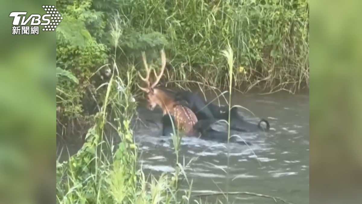 馬頭山流浪犬成災！梅花鹿「跳水求生」慘遭撕咬（圖／FB高雄市馬頭山自然人文協會）