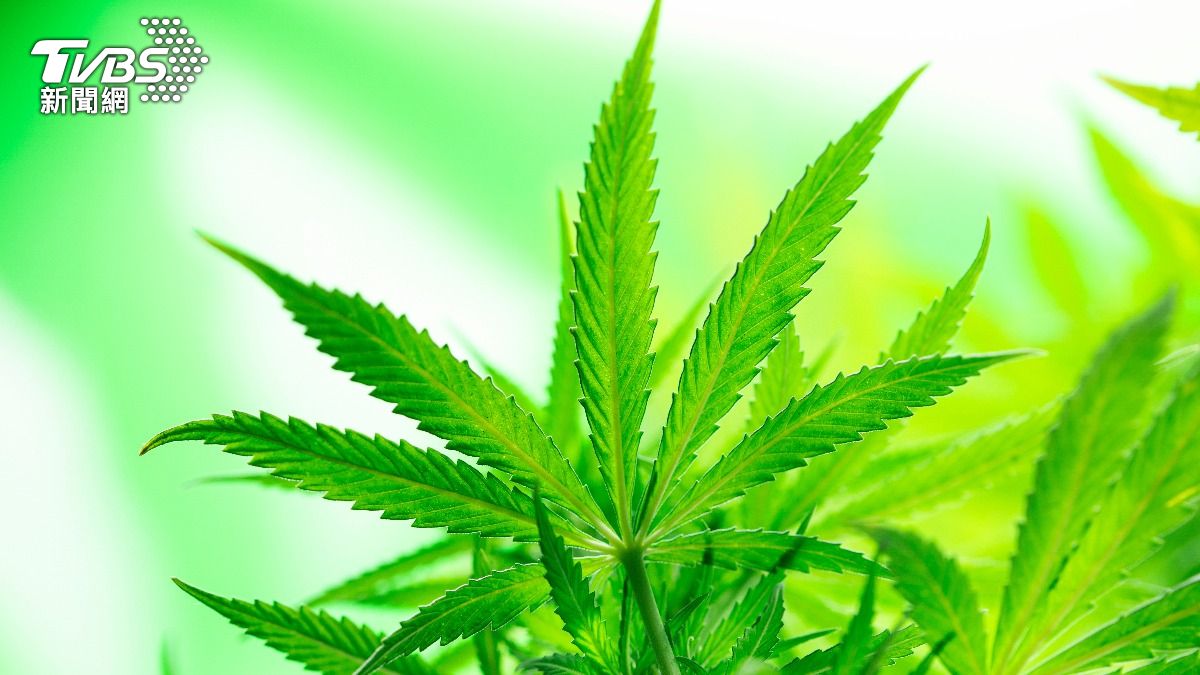 法院前錄事花蓮住家種大麻。（示意圖／shutterstock達志影像）