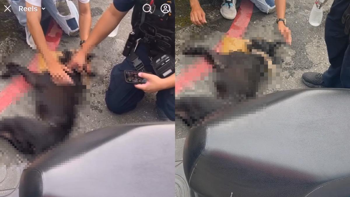 南港小黑狗遭拖行慘死!沿路留排泄物、血痕 翁稱:長年這樣遛