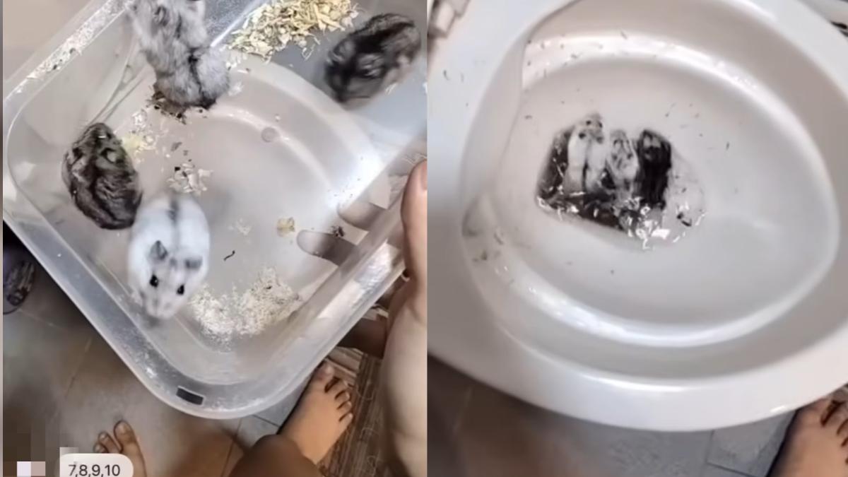 10隻倉鼠倒馬桶沖掉!台中女高調拍片 身分起底疑是八大妹