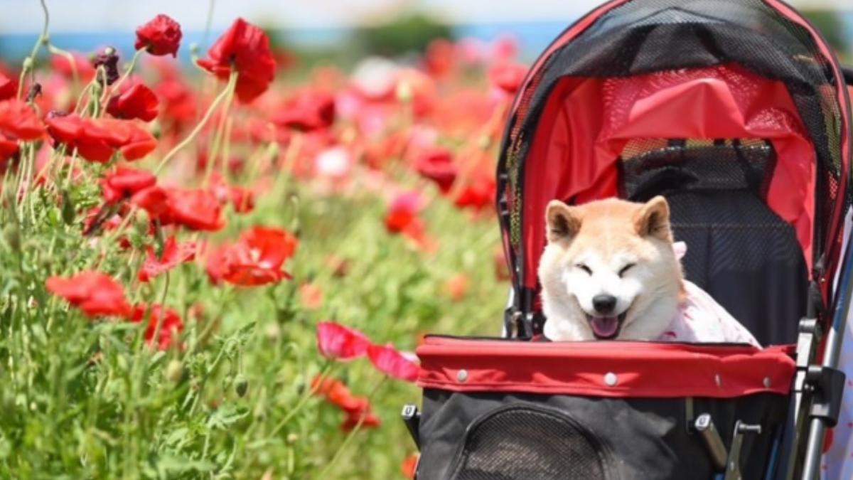 柴犬Ponsan的生活照。 (圖/翻攝自Instagram@ponsan_shiba)