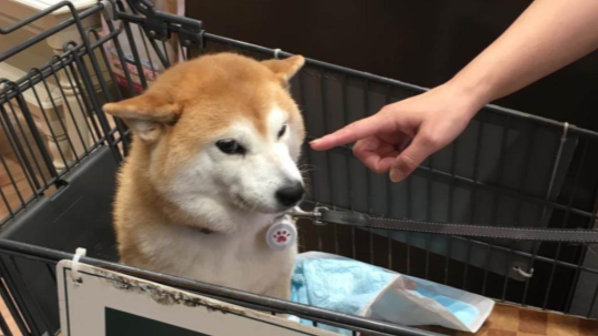 「不可以色色」柴犬離世！飼主最後幽默　粉絲不捨齊哀悼