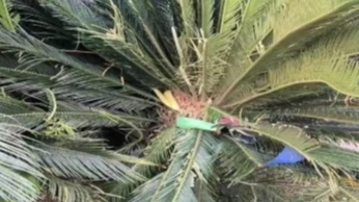 遭丟下的狗狗砸中樹木，慘死在路邊。（圖／取自網路）