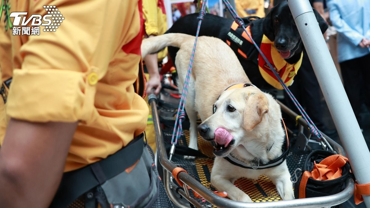 搜救犬Betsy（黑）Email（米）負責強震後搜尋失蹤者工作。（圖／華子琛攝）