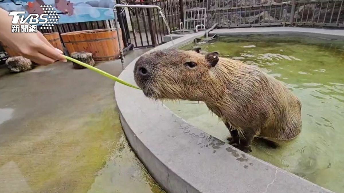 宜蘭許多農場以動物招攬親子上門。(圖/TVBS)