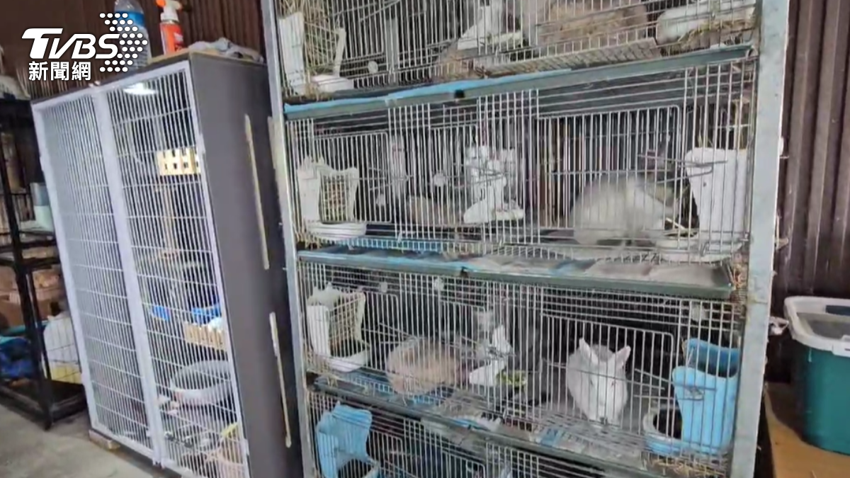 礁溪烤魚餐廳飼養兔子、浣熊等動物。（圖／TVBS）