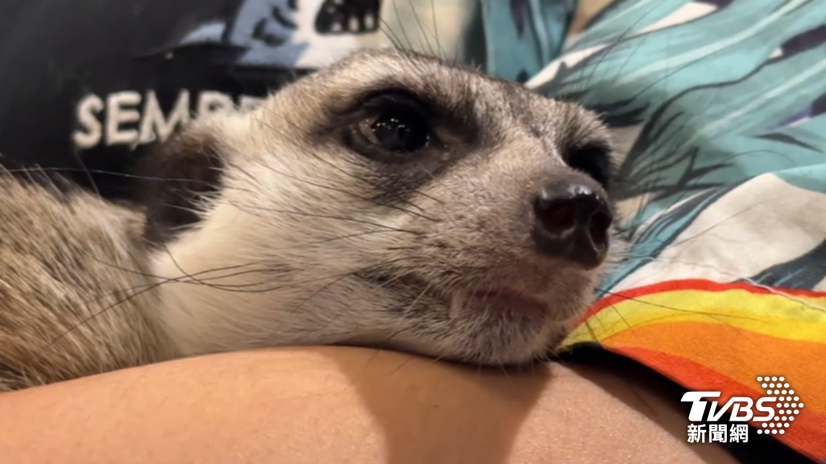 狐獴列飼養灰名單。（圖／TVBS）