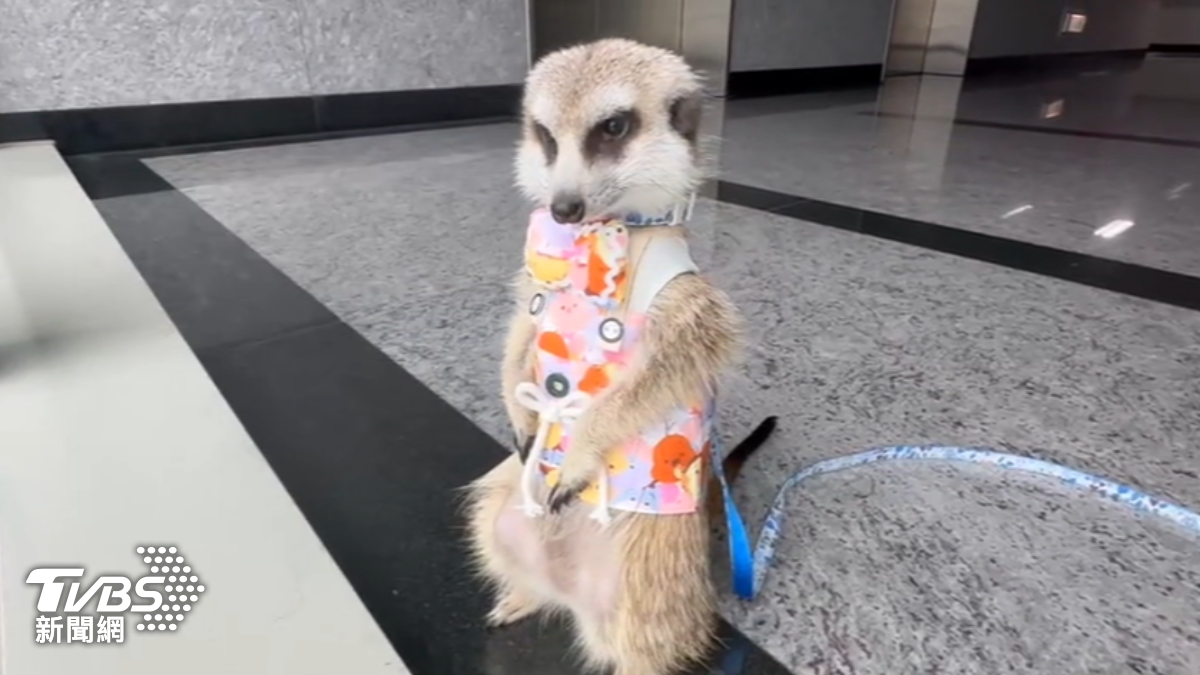 狐獴列飼養灰名單。（圖／TVBS）