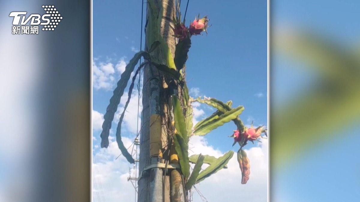 驚見「野生火龍果」爬上電線桿!師生抬頭看傻 隱藏「百年老樹」開紅果。(圖/TVBS)