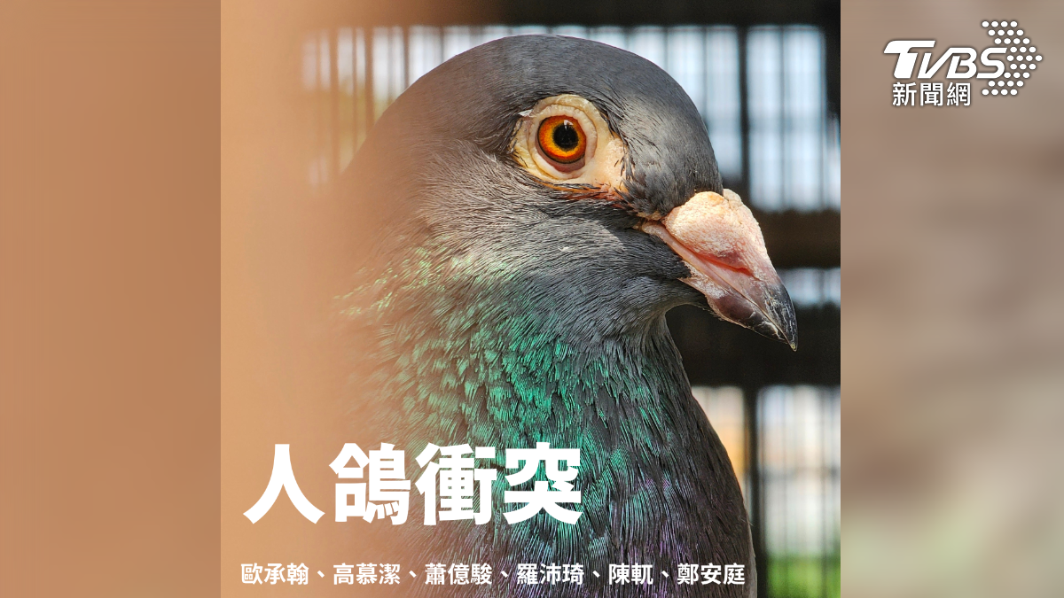 第8屆全球華文永續報導獎/人鴿衝突