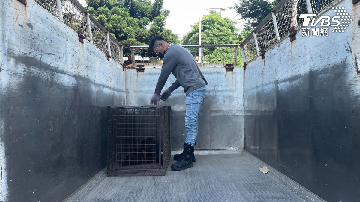 目前還有一隻黑狗在逃。(圖/彰化家扶中心)