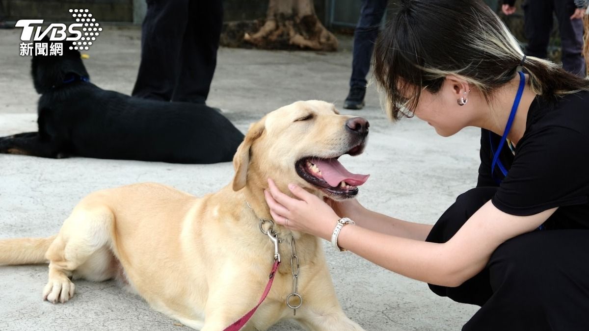 第8屆全球華文永續報導獎/赤腳英雄退役後:搜救犬老後照護誰來擔?