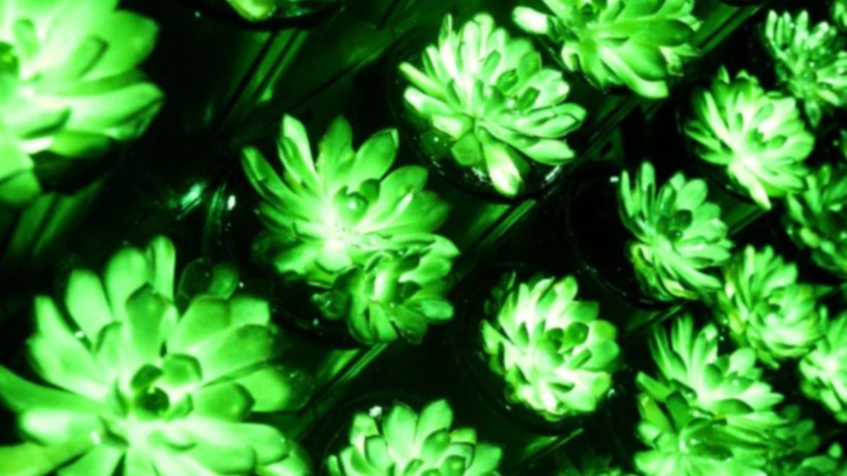 發光植物-發光樹-多肉植物-女雛-夜光玩具-鋁酸鍶-阿凡達-夜光照明
