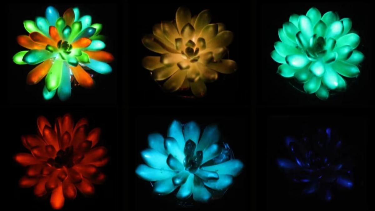 阿凡達世界成真?科學家培育「可充電、多彩植物」 有望取代路燈