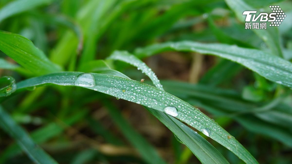 楊登嵙提醒，鼠、蛇、龍、猴4生肖在白露期間需格外注意健康。（示意圖／shutterstock達志影像）