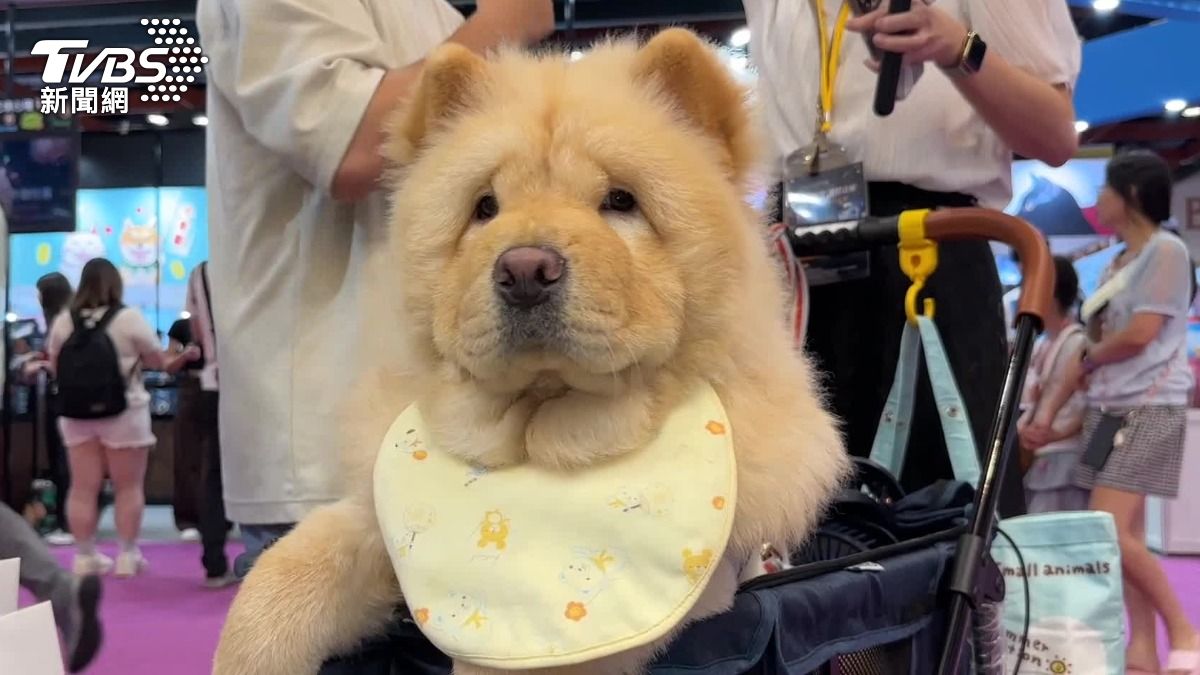 鬆獅犬飼主透露,因為鬆獅犬的毛很厚重,所以很怕熱,外出都必須要帶兩台電扇。(圖/TVBS)