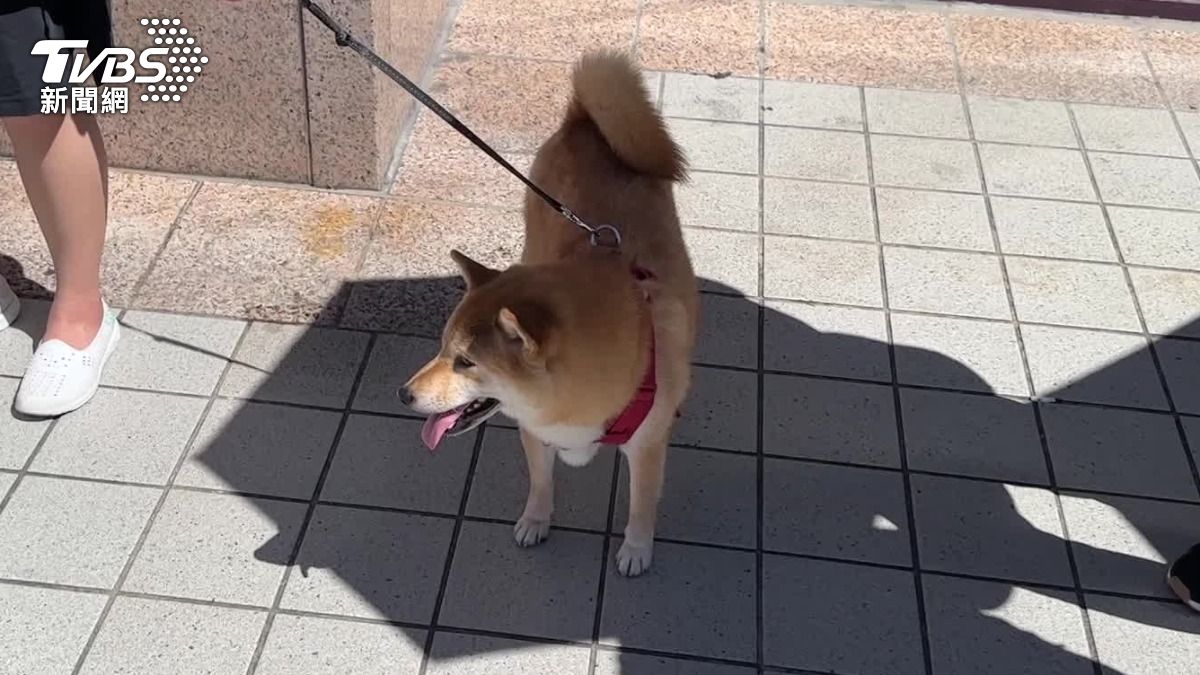 室外狂飆高溫,柴犬也快受不了,自己會找陰影處躲太陽。(圖/TVBS)