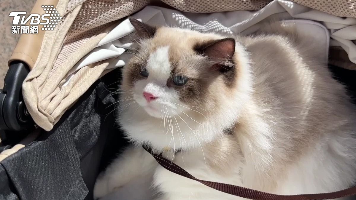 飼主擔心愛貓會中暑,自備冰枕以及冰墊,幫忙降溫。(圖/TVBS)