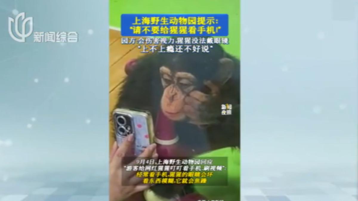 遊客常將手機螢幕貼在玻璃上吸引猩猩注意，上海野生動物園擔心，會造成猩猩近視或手機成癮問題。（圖／上海廣播電視台）