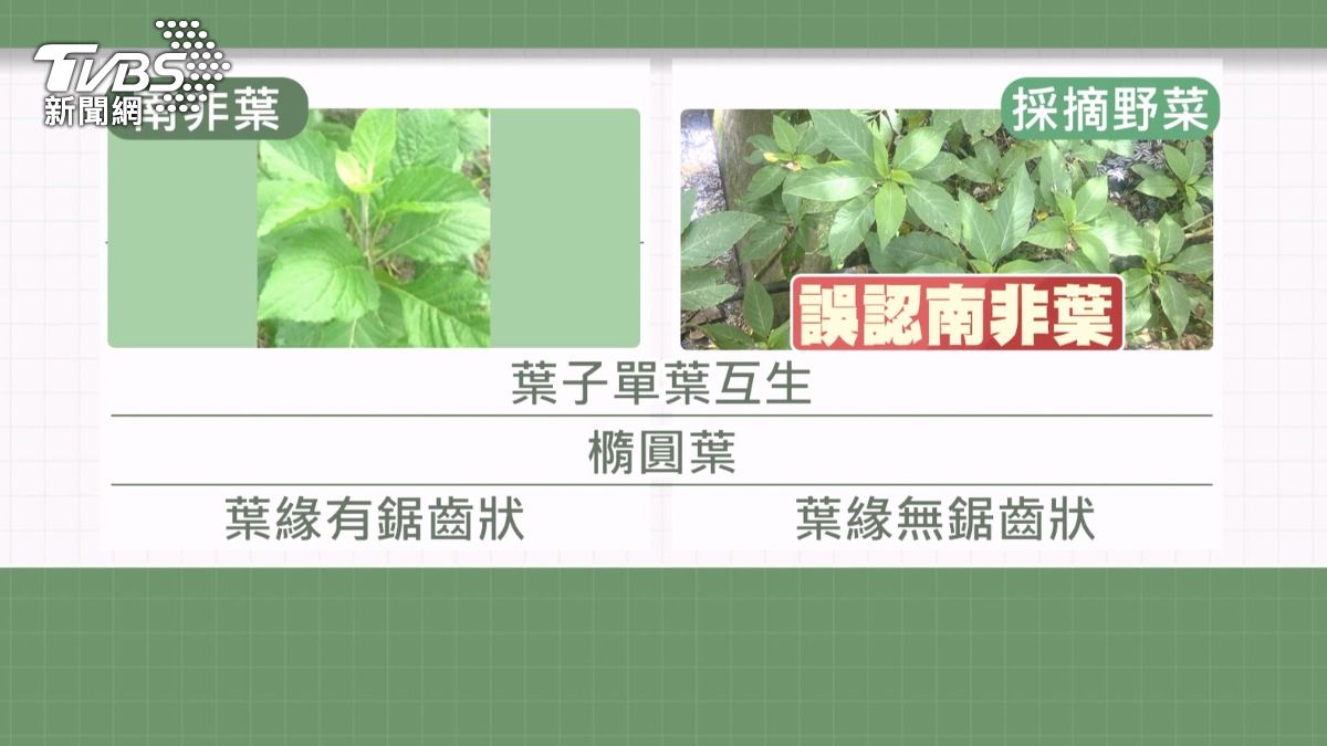 衛生局人員指出,野菜與南非葉一樣都是單生橢圓形葉片,但南非葉的葉緣有鋸齒狀。(圖/TVBS)