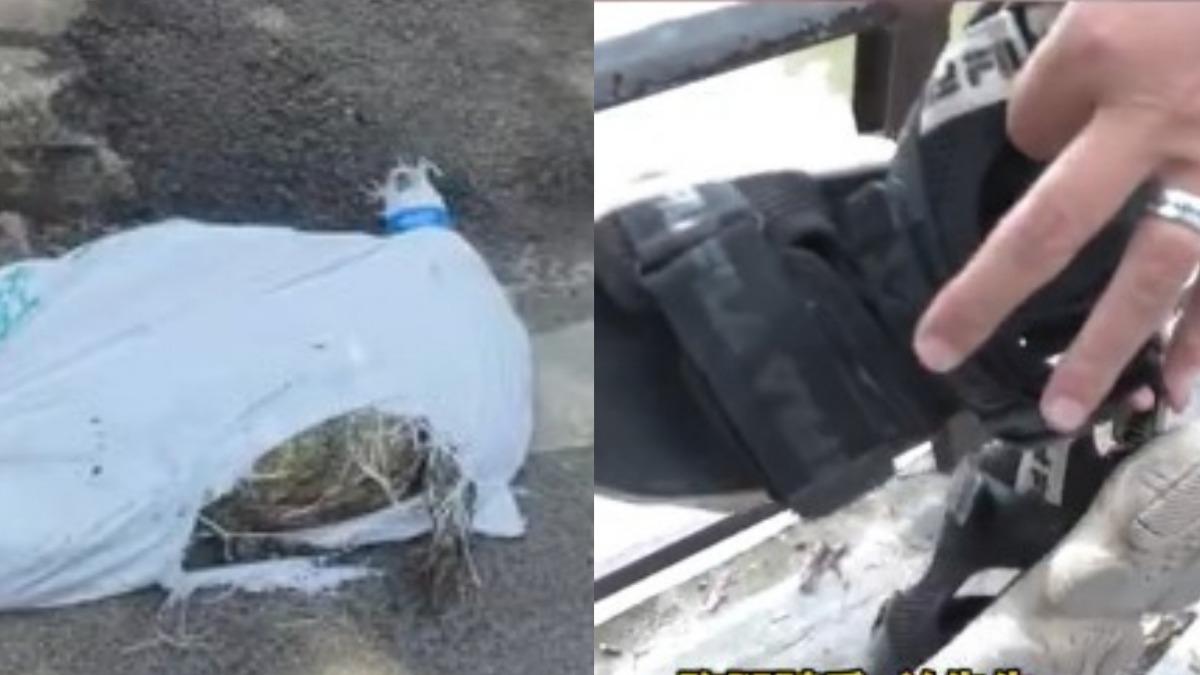 運送「死鱷魚」突復活!陸外送員嚇壞跳下車:牠啃我鞋