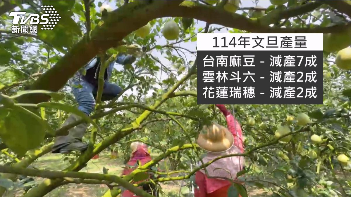 斗六文旦銷量較往年增加3至4成。加上在採收期間遇到良好天氣條件。(圖/TVBS)