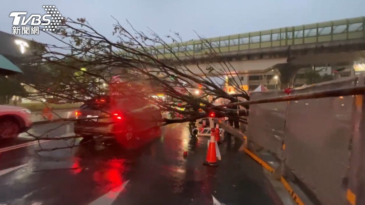 樹木突然向左側倒下，一輛休旅車和一台機車則遭到波及。(圖／TVBS) 