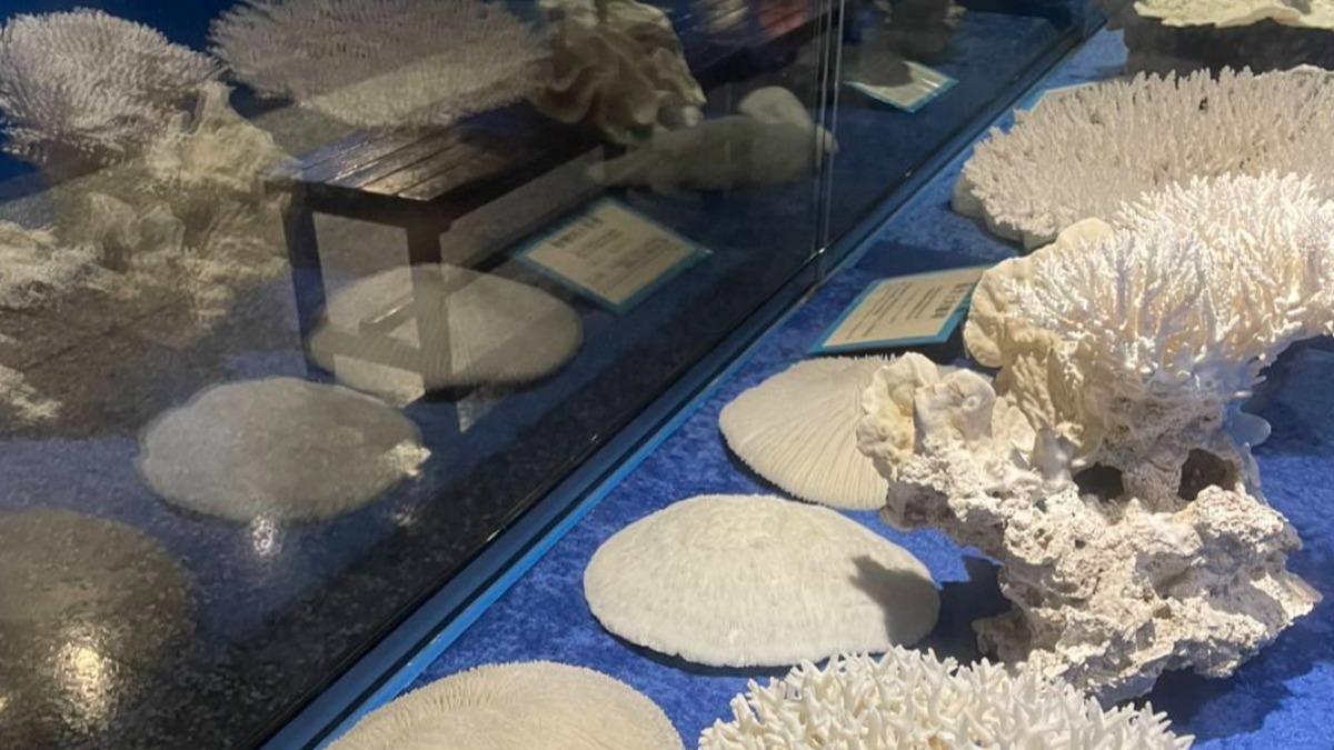 館內陳列許多珍奇生物。(圖/翻攝自臉書「海洋珍奇園」)