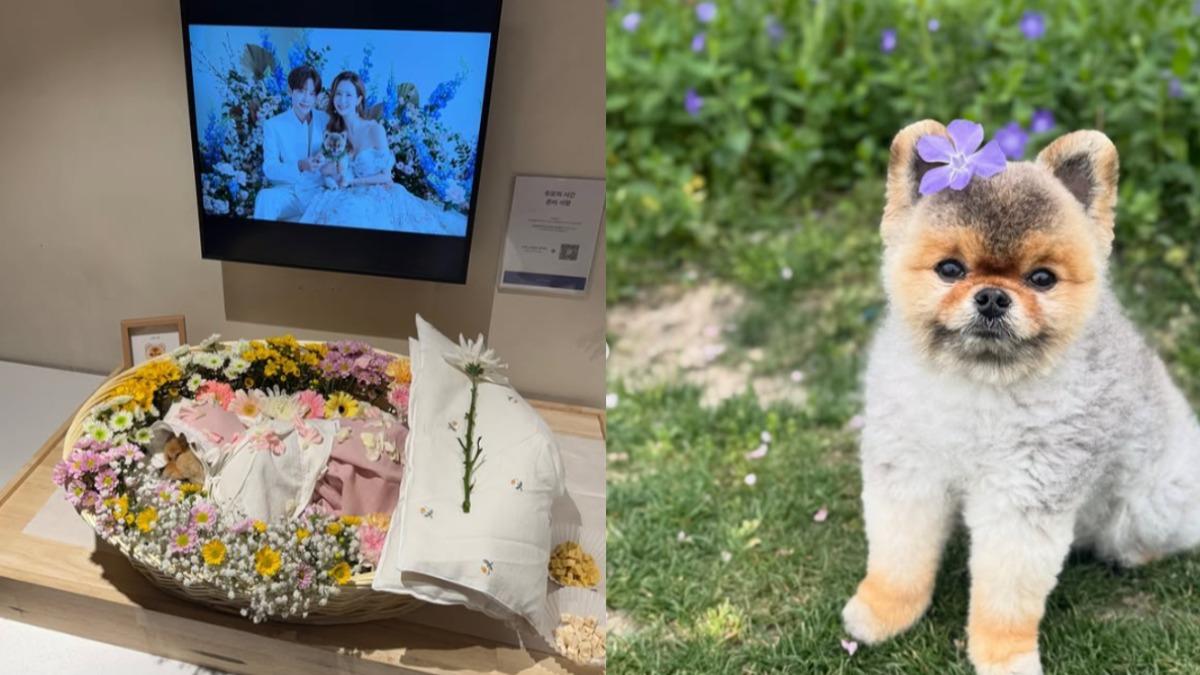 李多海透露愛犬已經離世3個月，但至今仍無法接受這事實。(圖／翻攝自IG)