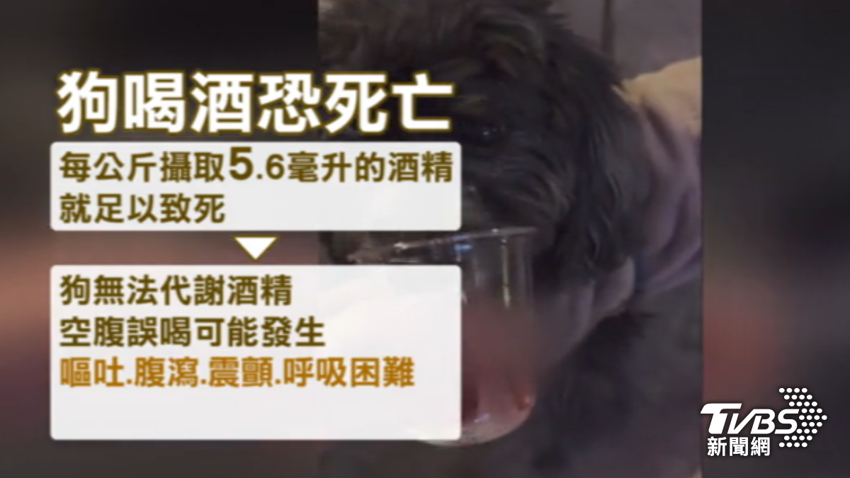 餵狗喝酒恐損其健康。（圖／TVBS）