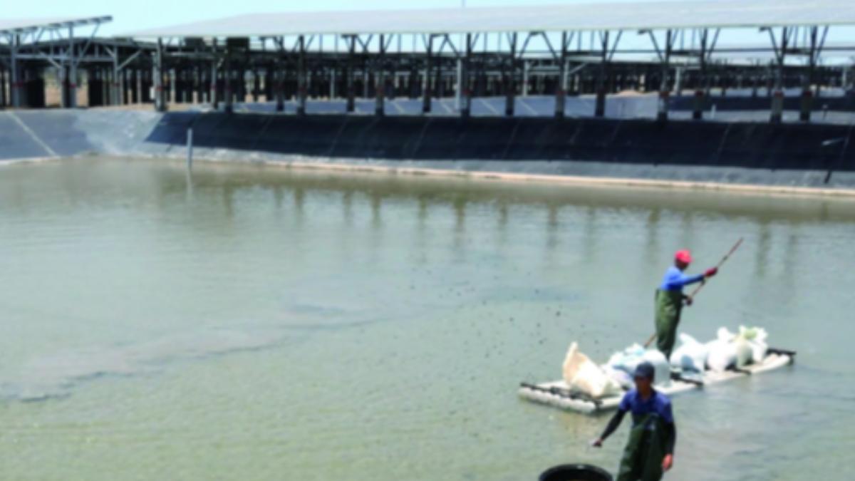 批魚電共生是騙局 趙少康揭:漁民叫苦連天、地主賺發電錢