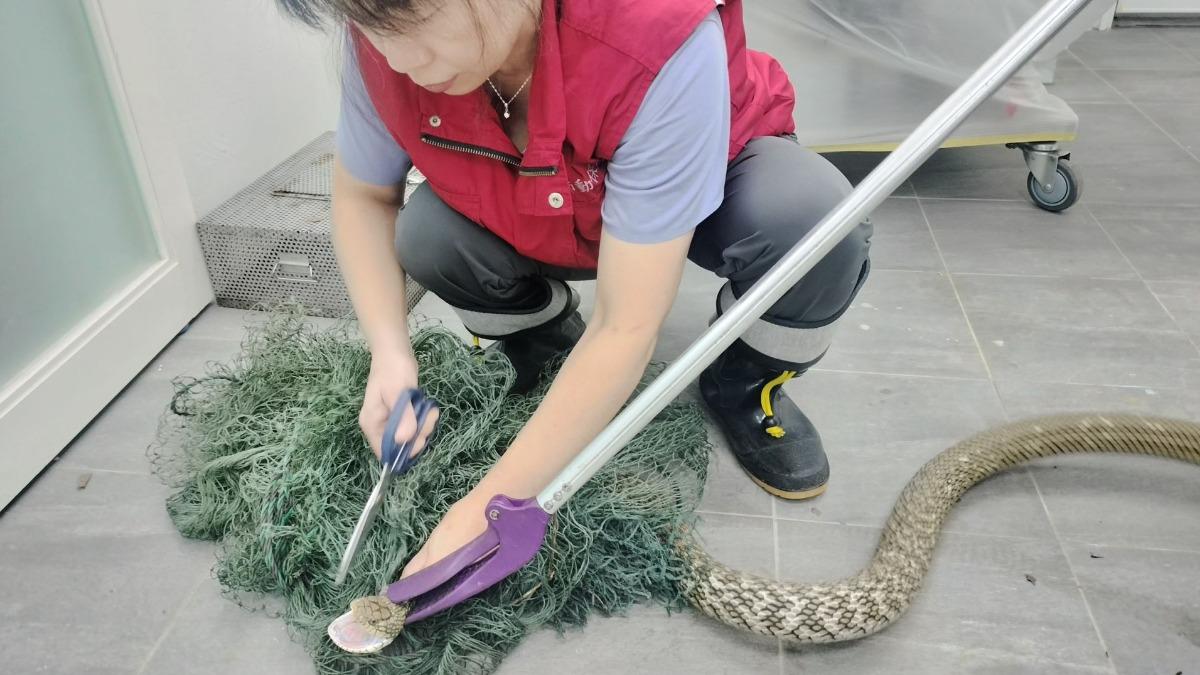 臭青母困在漁網。（圖／翻攝自動保處官網）