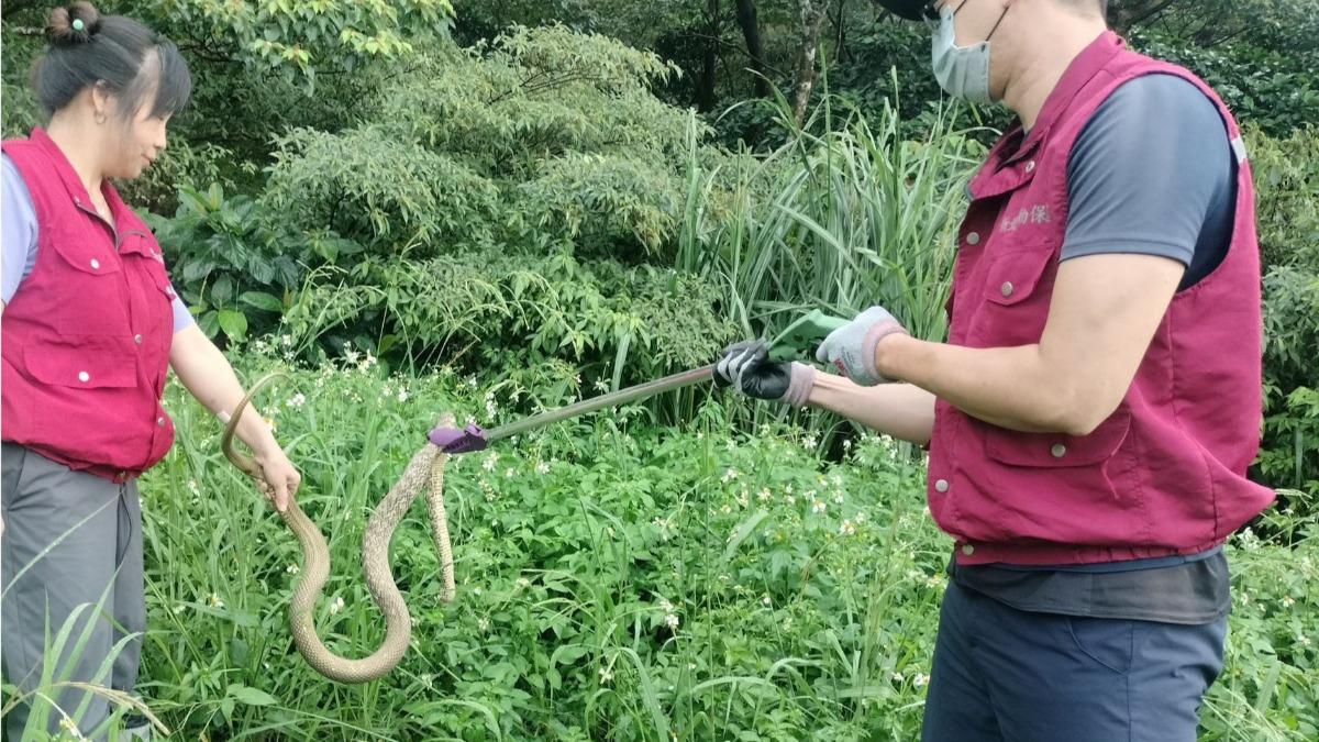 臭青母本身無毒。（圖／翻攝自動保處官網）