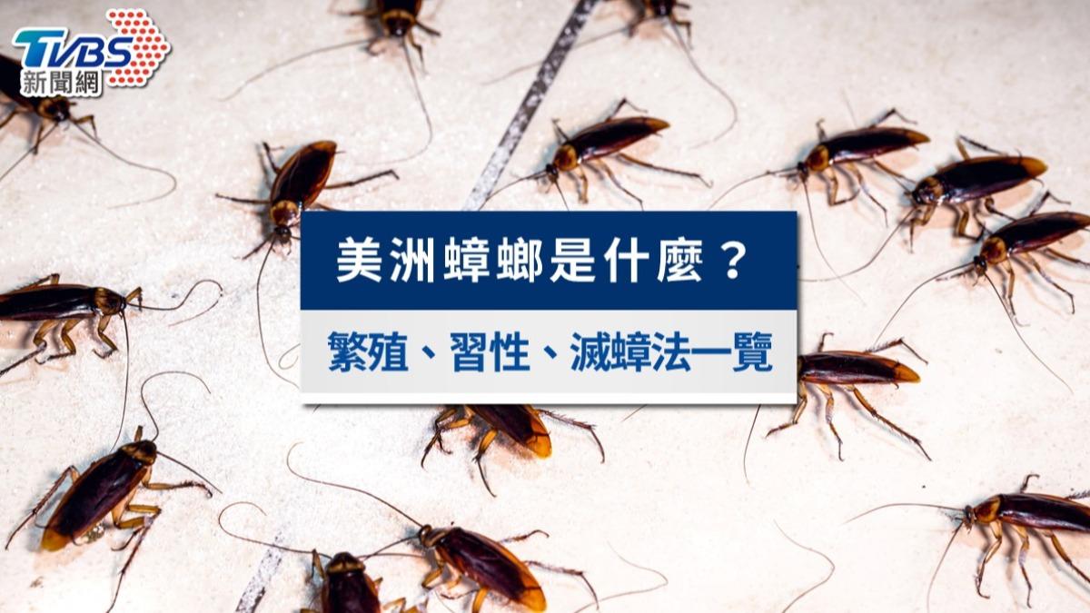 東京也淪陷!美洲蟑螂是什麼?單性繁殖、習性與滅蟑方法一次看
