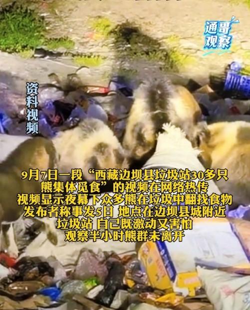 西藏-垃圾場-西藏棕熊-棕熊-藏馬熊-野生動物保護-有熊出沒-青藏高原-崑崙山-祁連山-喜馬拉雅山