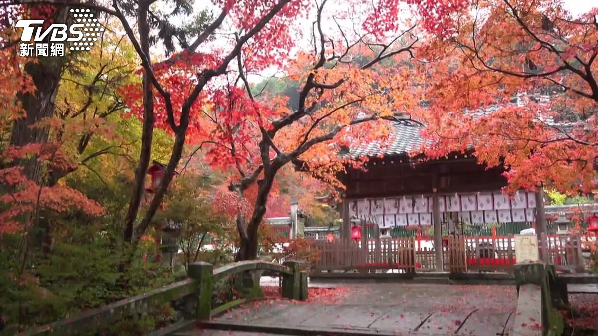 今年氣溫較暖,因此賞楓期往後延,部分日本地區恐怕要等到12月才能賞楓。(圖/TVBS)