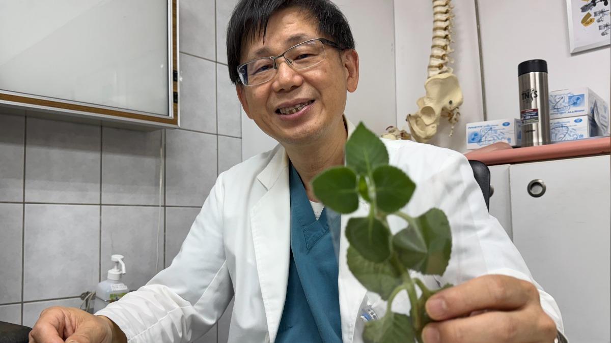 李偉裕說明，左手香只是民間草藥，沒有臨床驗證可以治療新冠的功效。（圖／大甲李綜合醫院提供）